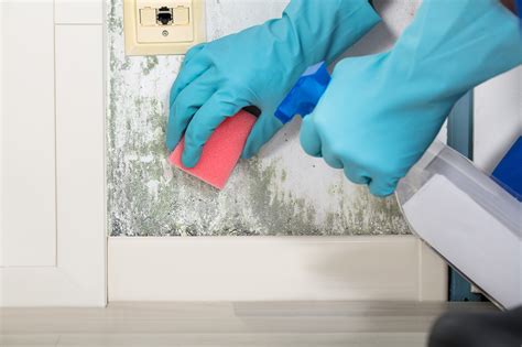 Tips for Cleaning Mold Off Walls | EverDry Toledo