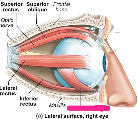 Extrinsic Eye Muscles Flashcards | Quizlet