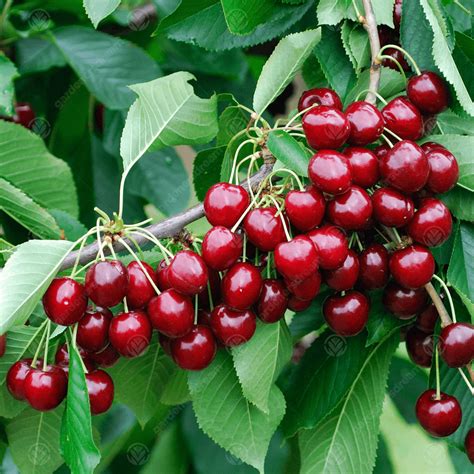 Prunus Avium 'Stella' | Cooking Sweet Cherry Tree | Fruit Tree | 4-5ft