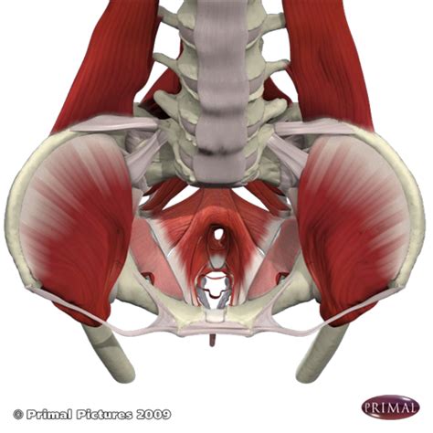 Low Back Pain and Pelvic Floor Disorders - Physiopedia