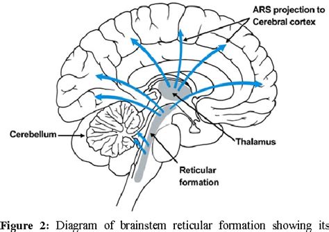 Figure 1 from Reticular formation: A Review | Semantic Scholar