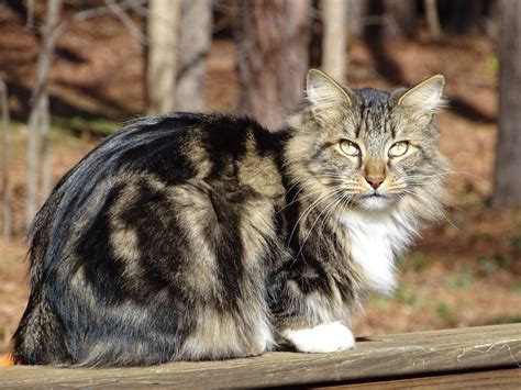 7 of the Most Beautiful Large Cat Breeds in the World – Animal Encyclopedia