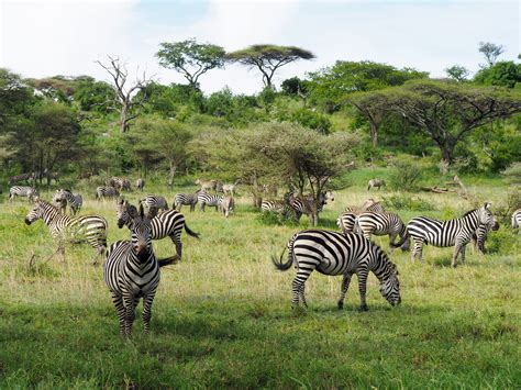 The Serengeti's Great Migration, Up Close | To The Best Of Our Knowledge