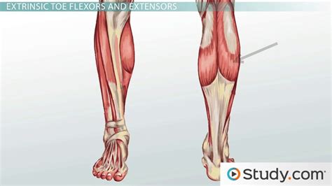 Leg Muscles: Anatomy, Support & Movement - Video & Lesson Transcript ...