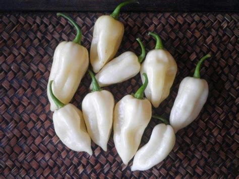 White Ghost Chili/ Bhut Jolokia ,also known as Naga Jolokia, Naga ...