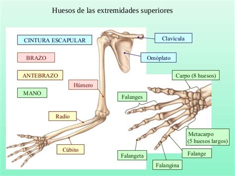 Huesos Interactivos: Esqueleto apendicular