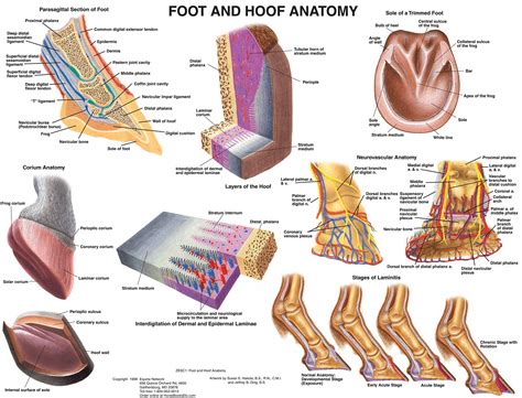 Buy Equine Foot and Hoof Anatomy Chart Horse Online at desertcartINDIA