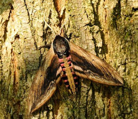 Privet hawk-moth | The Wildlife Trusts