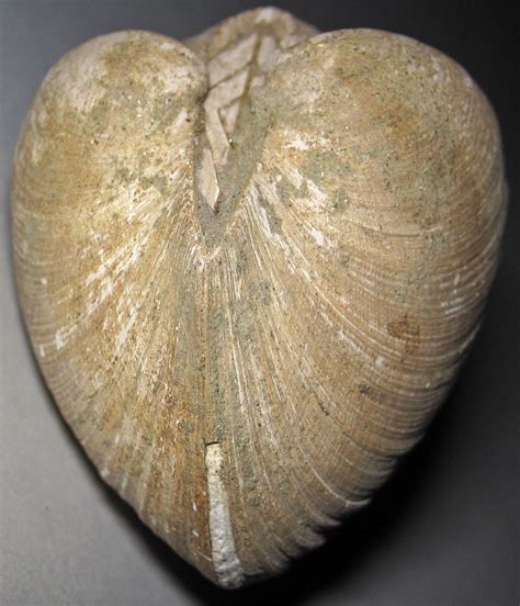 Cucullaea vulgaris fossil bivalve (Coon Creek Formation, U… | Flickr