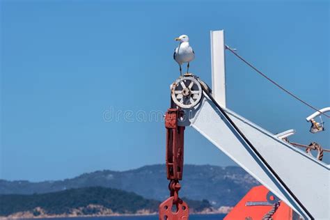 Seagull Sitting on the Part of a Fishing Boat in the Aegean Sea Stock ...