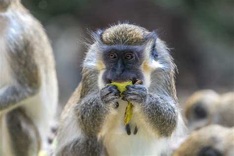 Barbados Wildlife Reserve - Barbados Pocket Guide