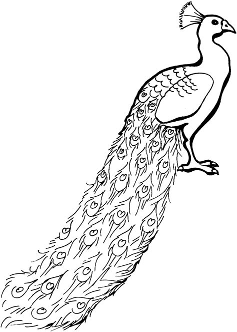 Free Peacock Coloring Pages