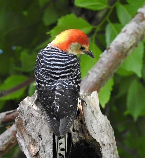 Woodpecker Nest, 1 - Birds of Beaufort NC