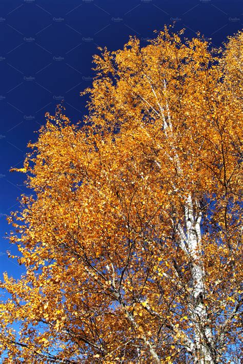 Birch Tree in Autumn ~ Nature Photos ~ Creative Market