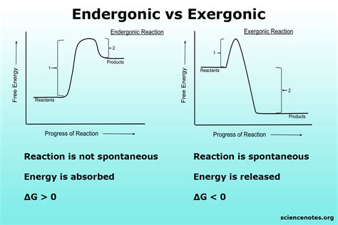 Endergonic vs Exergonic Reactions and Examples