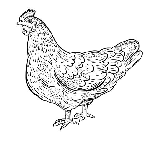 Vector drawing, sketch chicken. The bird is domestic. 17781456 Vector ...