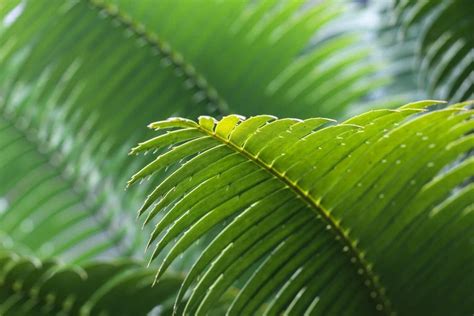 10 Best Indoor Palm Trees to Grow at Home - Petal Republic