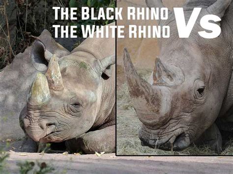 The Black Rhino vs The White Rhino - Fantastic Wildlife