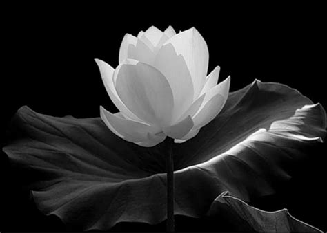 Black Lotus Flower Wallpaper