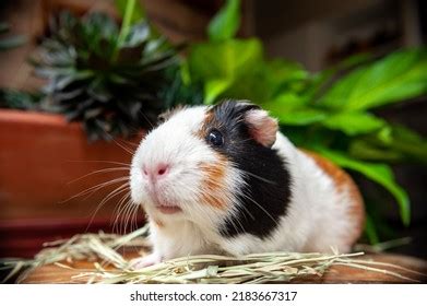 Cute Guinea Pig Eating Hay库存照片2183667317 | Shutterstock