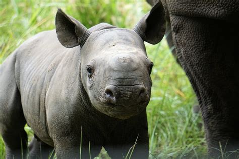 Critically Endangered Black Rhino Calf Born at White Oak - White Oak ...