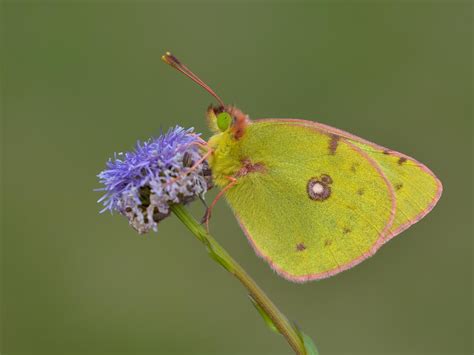 Brimstone | Butterfly Conservation