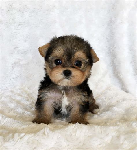 Teacup Yorkie Puppy For sale Lilly! | iHeartTeacups