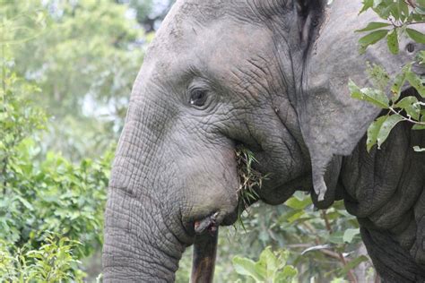 Wild Ghana - Ghana's national parks at a glance - Trips out of town ...