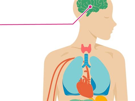 The Effects of Marijuana on Your Body