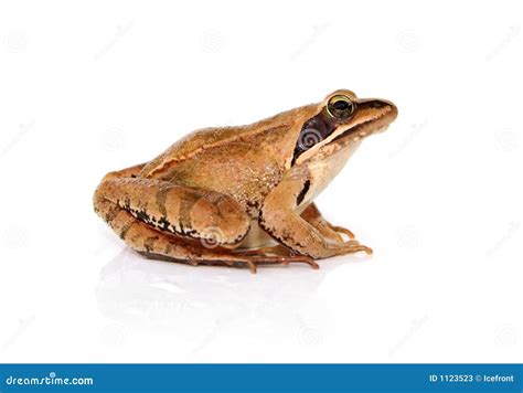 Frog Stock Photos - Image: 1123523