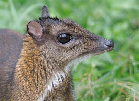 Mouse Deer Cuteness | Featured Creature