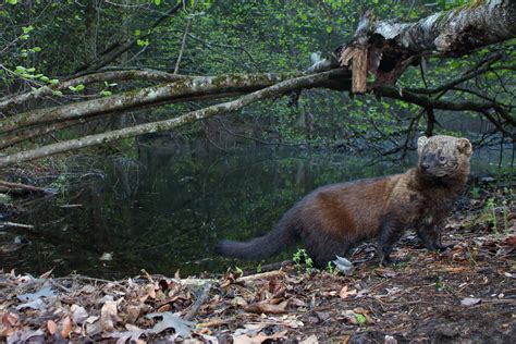 Do Fisher Cats Eat Raccoons