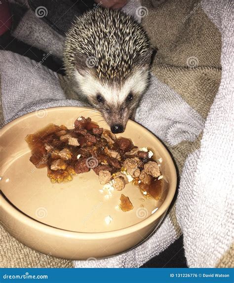 Pygmy hedgehog eating stock photo. Image of hedgehog - 131226776