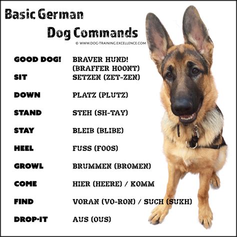 What To Name A German Shepherd Dog