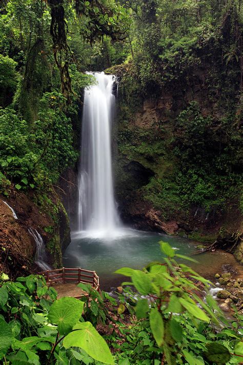 Rainforest Waterfall by Mlorenzphotography