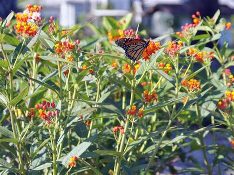 Butterfly Garden: How to Create A Small-Scale Garden | HGTV