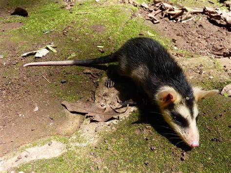 White eared opossum - Alchetron, The Free Social Encyclopedia