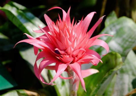 Bromeliad: Bromeliads, which are almost exclusively found in the ...