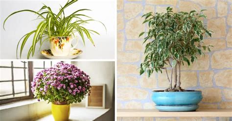 11 Best Indoor Air Purifying Plants Anyone Can Grow