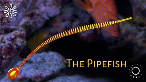 Pipefish Care Guide | Appearance, Types and Diet