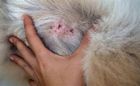 What Every Dog Owner Should Know About Skin Lumps and Bumps in Dogs ...