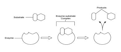 Lock Key Mechanism Enzymes Hi-res Stock Photography And, 55% OFF