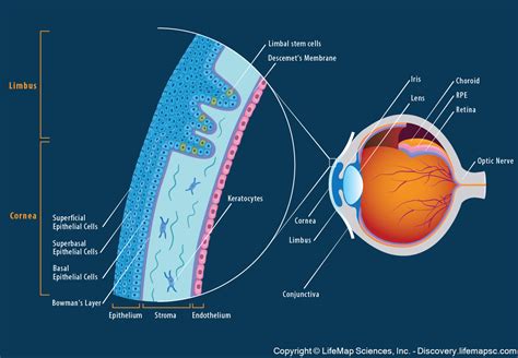 The Anatomy and Structure of the Adult Human Cornea infographic ...