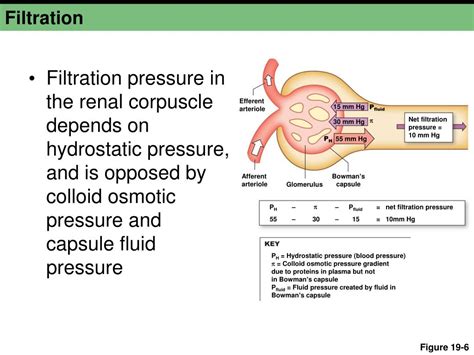 PPT - Chapter 19a PowerPoint Presentation, free download - ID:1995975