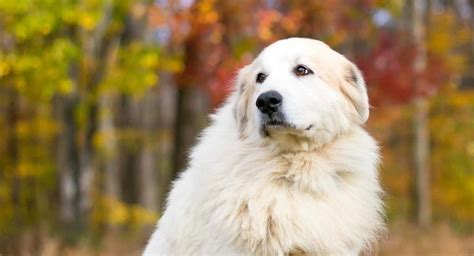 Great Pyrenees Dog Breed Pros and Cons - Your Guide