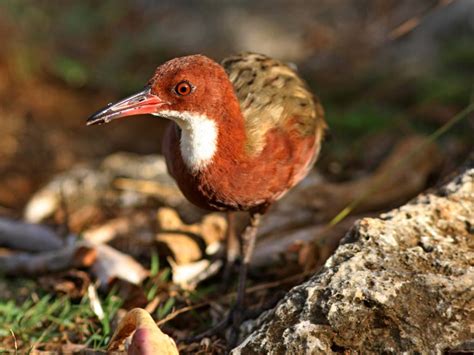 New research into flightlessness in the Aldabra rail indicates it could ...