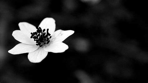 Black and White Aesthetic Flower Wallpapers - Top Free Black and White ...