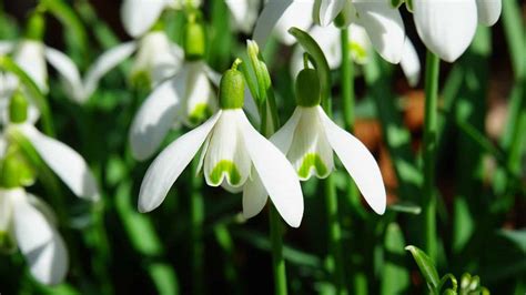 Snowdrops ️ 🌱 Unlock the secrets of cultivating these early spring ...