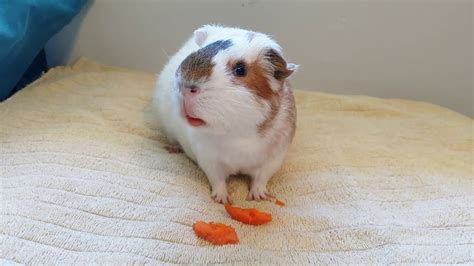 The Guinea Pig Family Eating Carrots! - YouTube