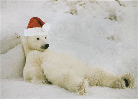 🔥 [90+] Christmas Polar Bear Wallpapers | WallpaperSafari